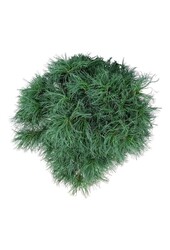 Denneboom Pinus strobus Tiny Kurls