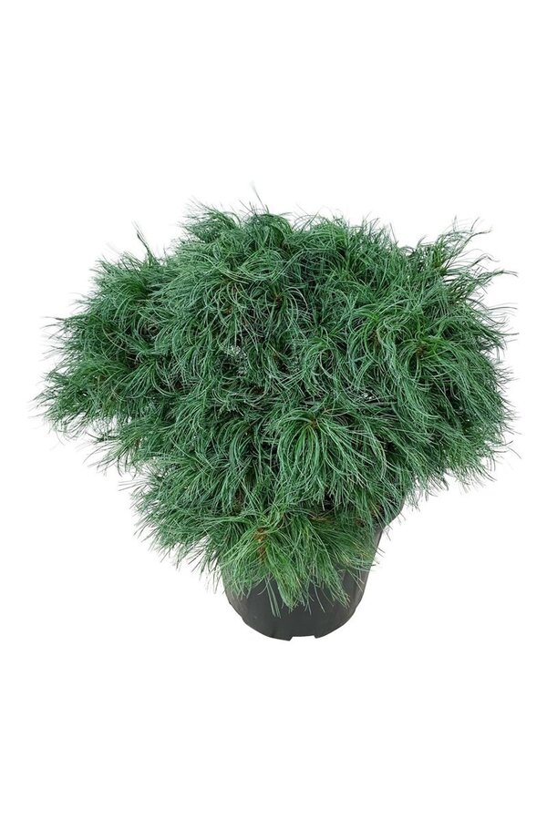 Denneboom Pinus strobus Tiny Kurls