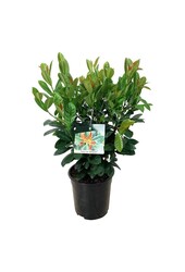 Laurier du Portugal Prunus Bonaparte PBR