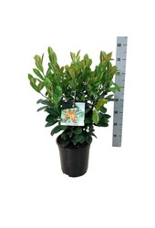 Laurier du Portugal Prunus Bonaparte PBR