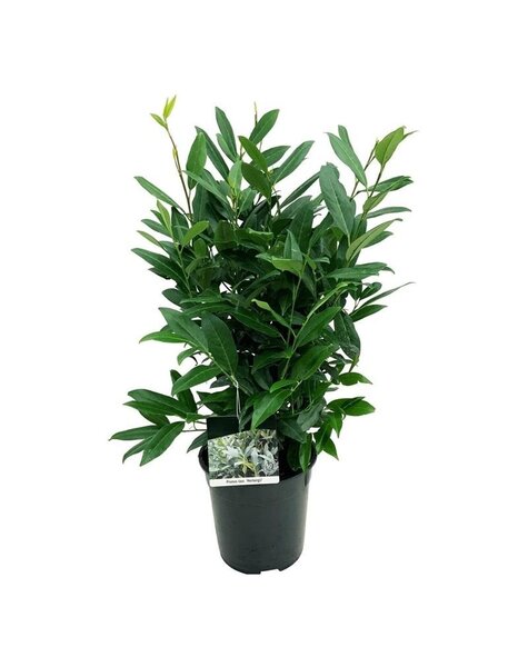 Prunus