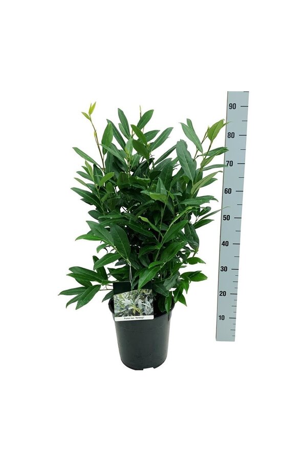 Laurier du Portugal Prunus Herbergii