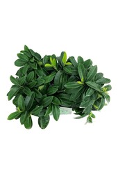 Laurier du Portugal Prunus Mount Vernon