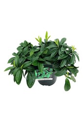 Laurier du Portugal Prunus Mount Vernon