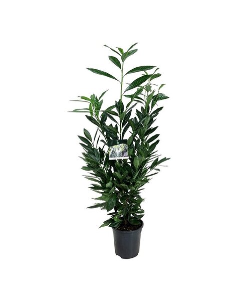 Prunus
