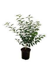 Portugese laurier Prunus Angustifolia