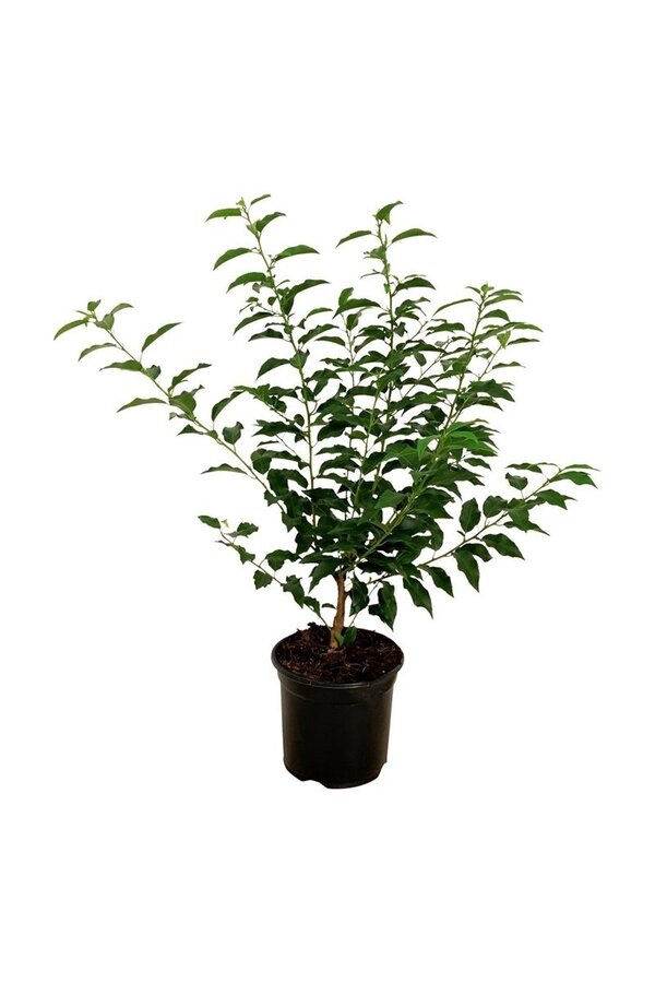 Portugese laurier Prunus Angustifolia