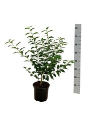 Portugese laurier Prunus Angustifolia