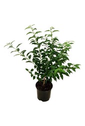 Portugese laurier Prunus Angustifolia