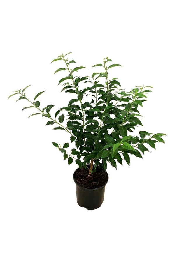 Portugese laurier Prunus Angustifolia
