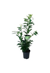 Laurier du Portugal Prunus Genolia ®