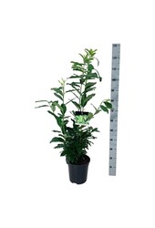 Laurier du Portugal Prunus Genolia ®