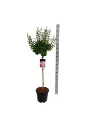 Sering Syringa Flowerfesta ® Pink