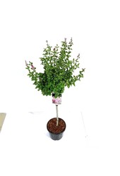 Sering Syringa Flowerfesta ® Pink