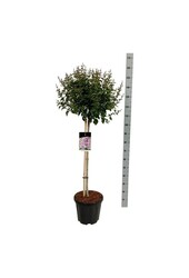 Sering Syringa Flowerfesta ® Purple