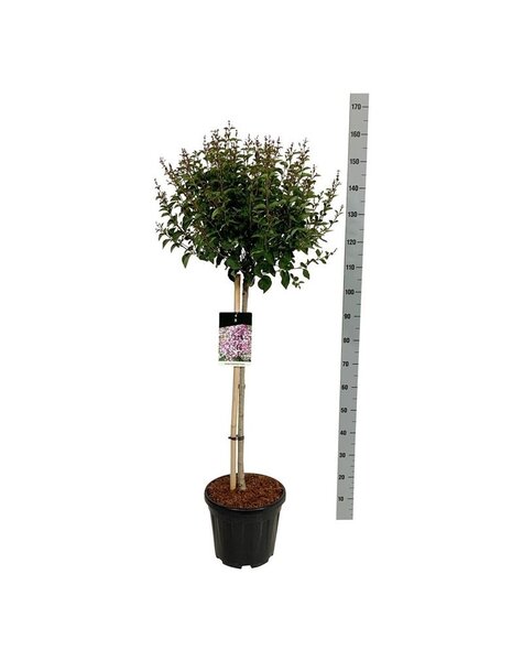 Syringa