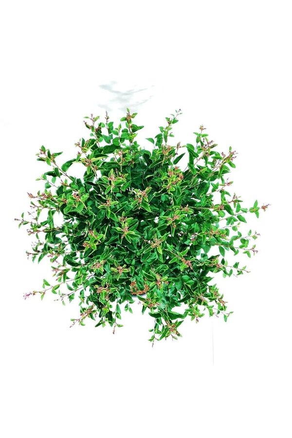 Sering Syringa Flowerfesta ® Purple