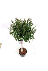 Sering Syringa Flowerfesta ® Purple