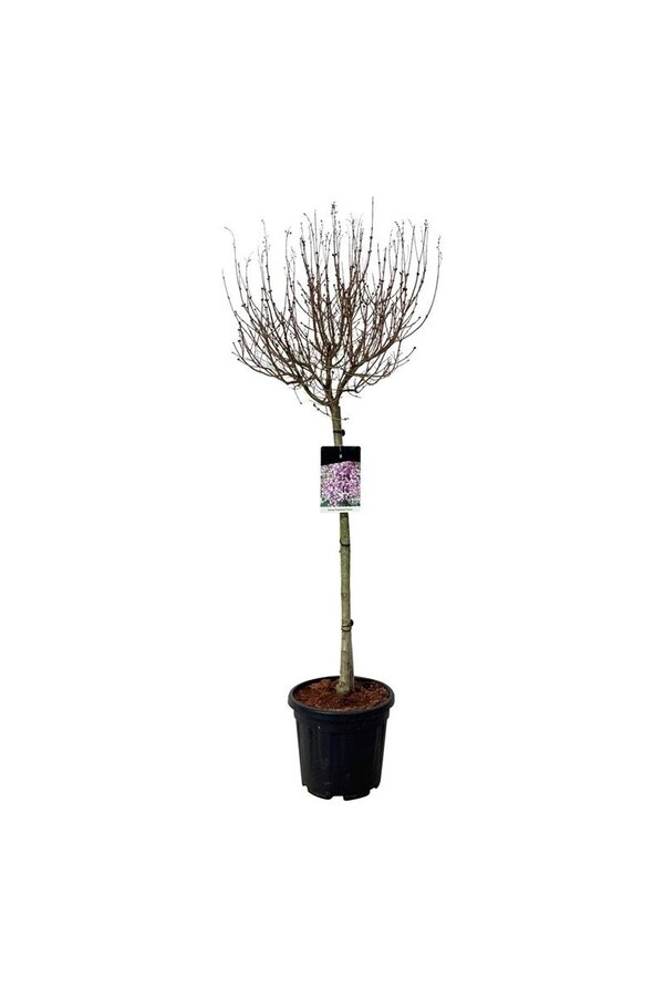 Sering Syringa Flowerfesta ® Purple