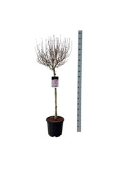 Sering Syringa Flowerfesta ® Purple