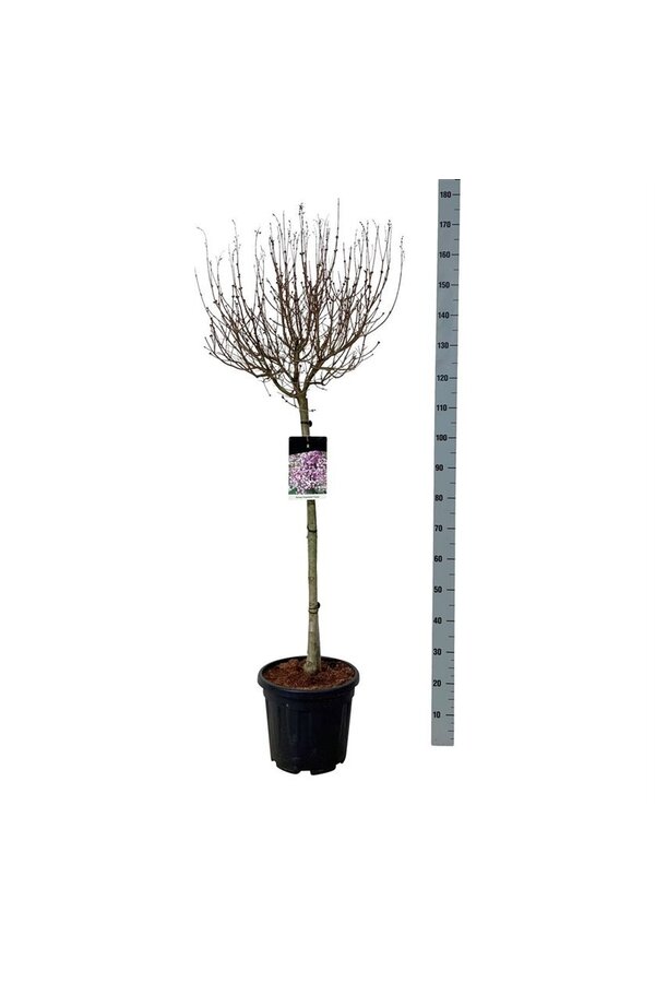 Sering Syringa Flowerfesta ® Purple