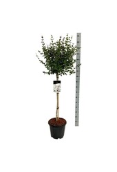 Sering Syringa Flowerfesta ® White