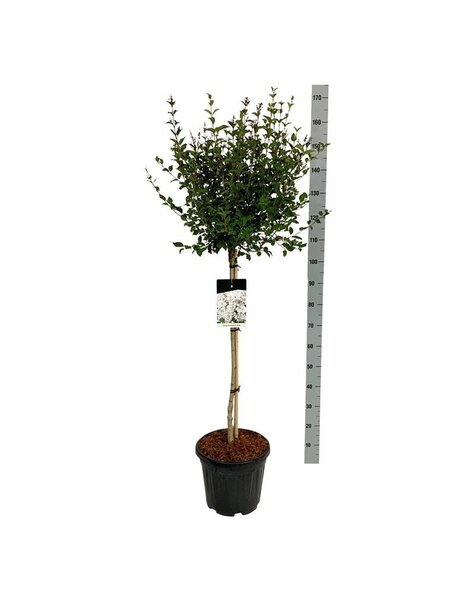 Syringa