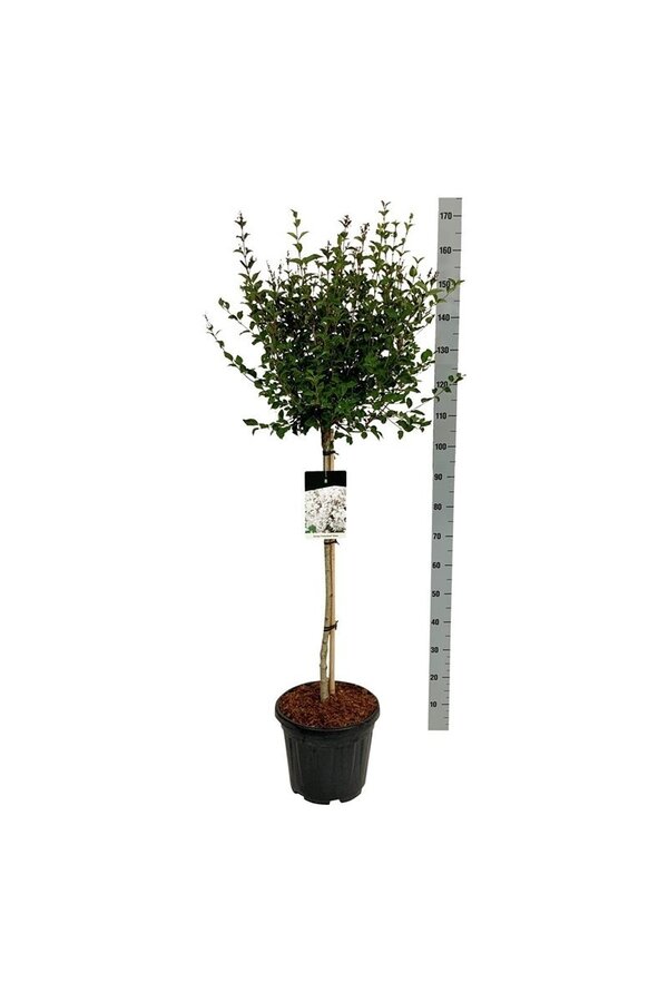 Sering Syringa Flowerfesta ® White