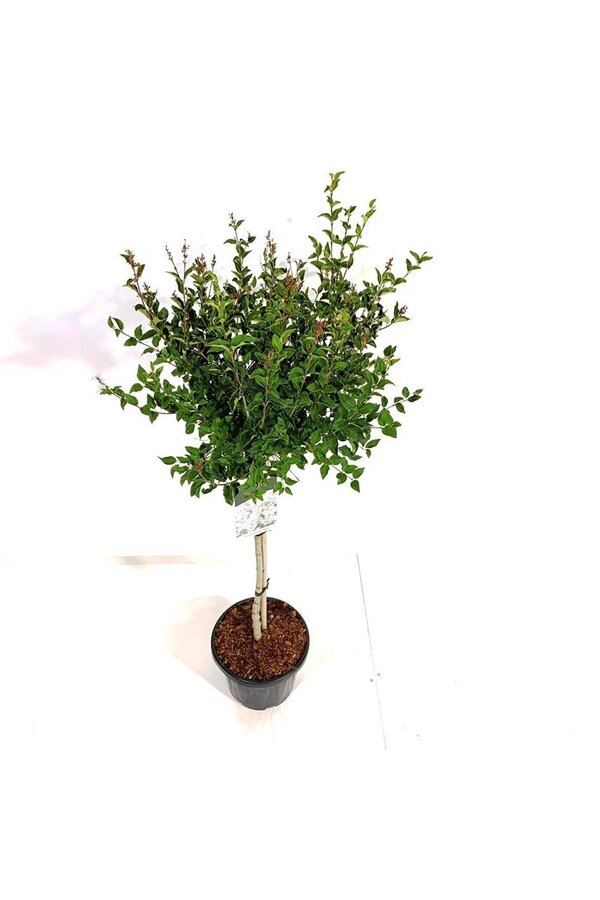 Sering Syringa Flowerfesta ® White