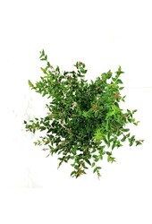 Sering Syringa Flowerfesta ® White