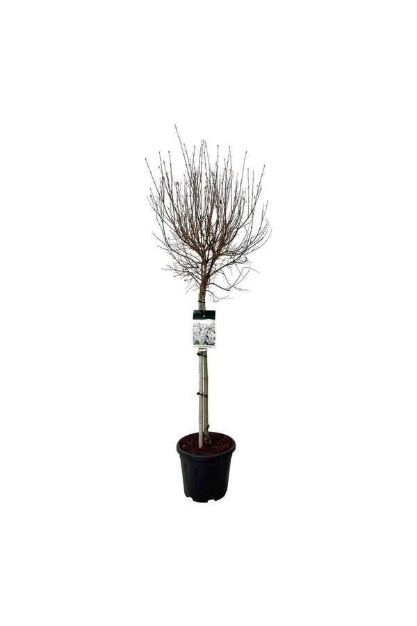 Sering Syringa Flowerfesta ® White