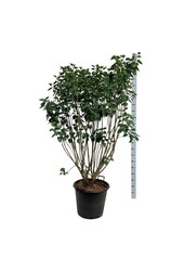 Sering Syringa Sensation