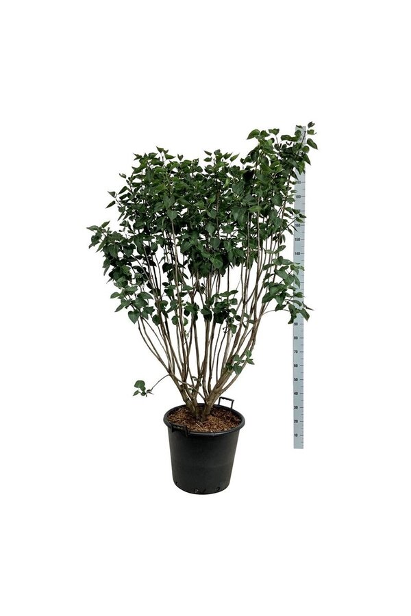 Sering Syringa Sensation