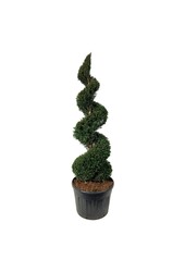 Venijnboom Taxus baccata