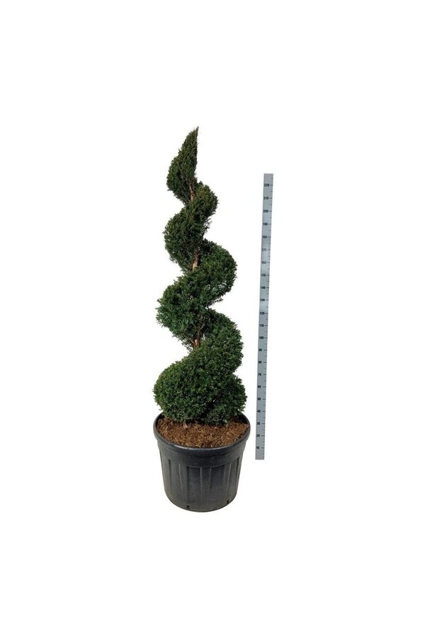 Venijnboom Taxus baccata