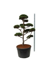 Pin sylvestre Pinus sylvestris