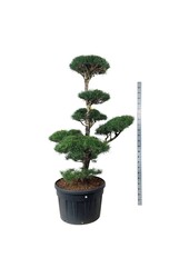 Denneboom Pinus sylvestris