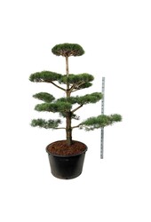 Denneboom Pinus sylvestris