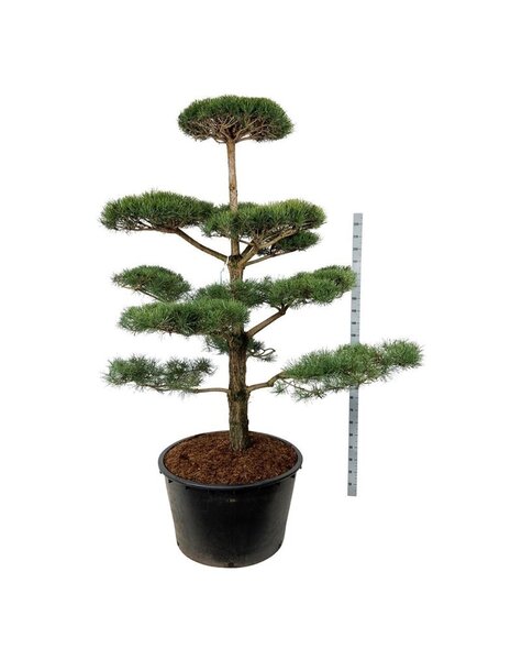 Pinus