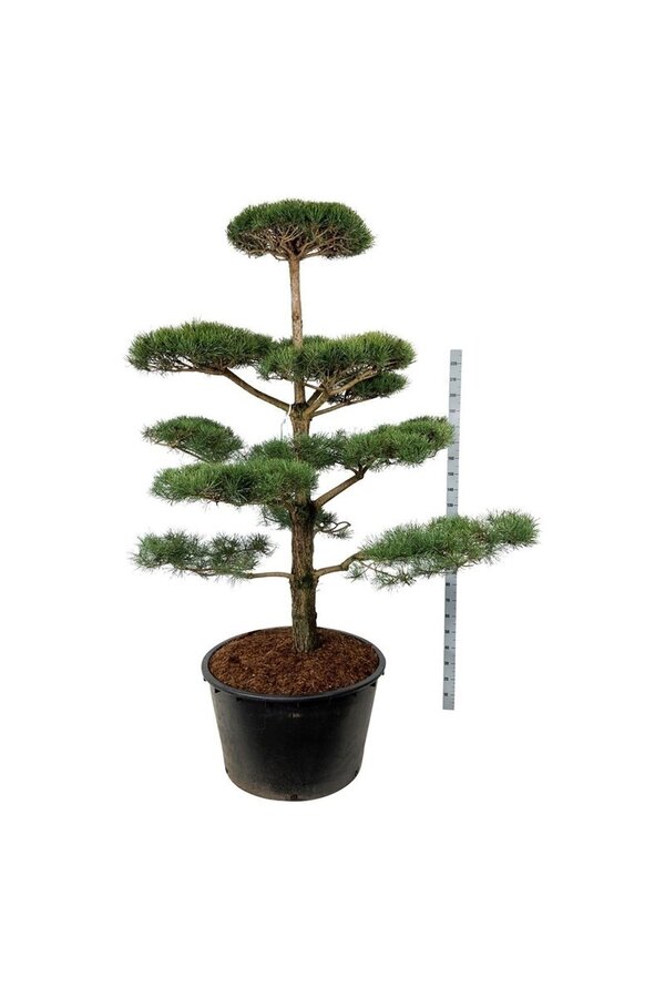 Denneboom Pinus sylvestris