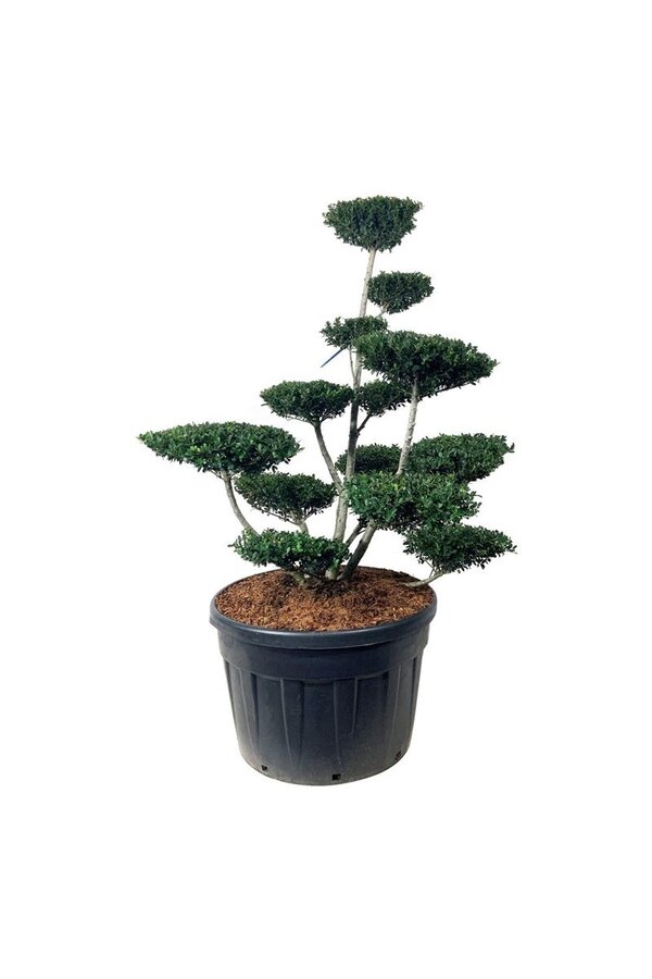 Ilex crenata Green Hedge