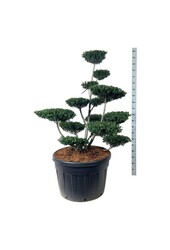 Ilex crenata Green Hedge