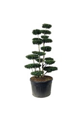 Ilex crenata Green Hedge
