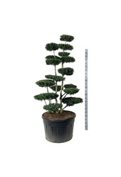 Ilex crenata Haie Verte