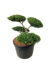 Ilex crenata Green Hedge