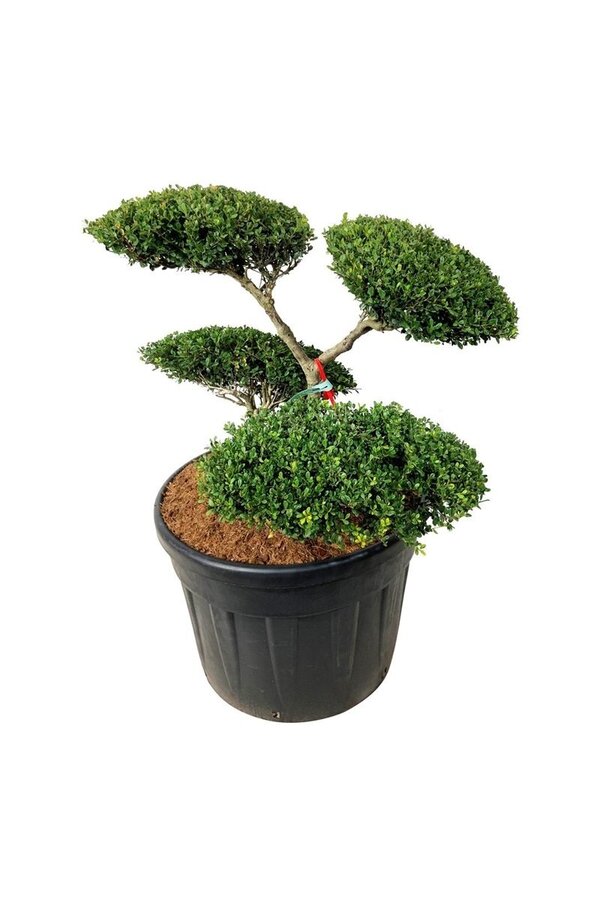 Ilex crenata Green Hedge