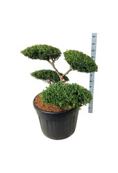 Ilex crenata Green Hedge