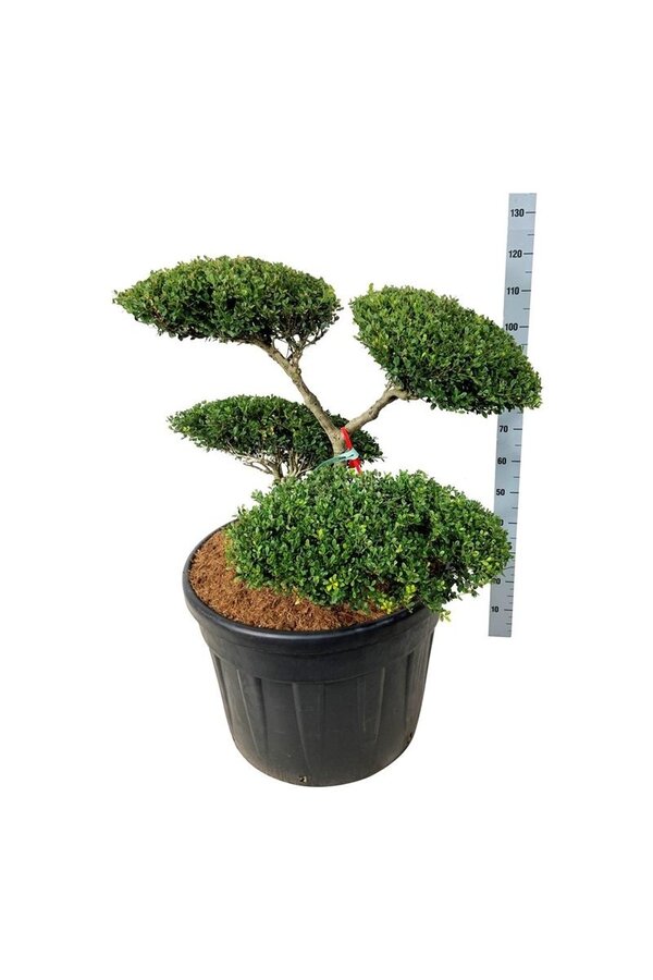 Ilex crenata Green Hedge
