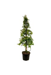 Metasequoia Amber Glow PBR