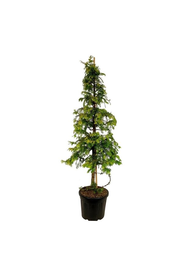 Metasequoia Amber Glow PBR